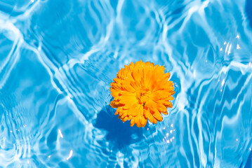 Fototapeta na wymiar 水に浮かぶキンセンカの花