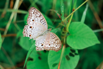 butterfly on leaf. a butterfly with beautiful wings. The subfamily Heliconiinae of the Nymphalidae family. Close-up of insect perched on plant. 