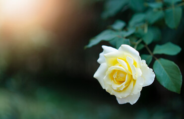 Yellow rose with sun light at garden