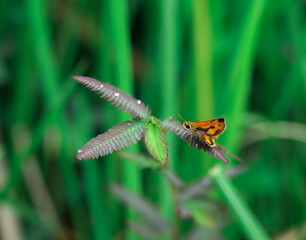butterfly on the grass. small butterfly with beautiful wings.  Close-up of insect perched on plant. macro animal photography.
