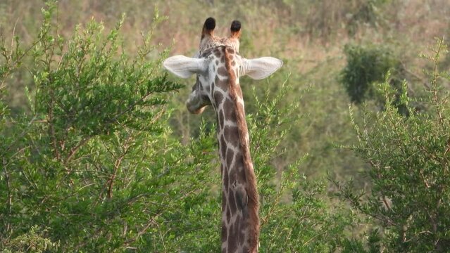A close up shot of a tall Giraffe feeding off the nutrient rich vegetation on the treetops in the dry African savannah, South Africa 