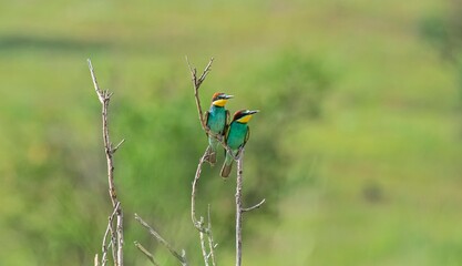 The European Bee eater (Merops apiaster) is one of the most common bee-eater species in Asia, Europe and Africa.