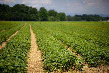 Fototapeta na wymiar Rows of strawberries on field against blue cloudy sky and forest. Aisles are covered with straw