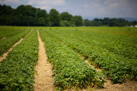 Rows of strawberries on field against blue cloudy sky and forest. Aisles are covered with straw