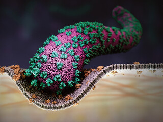 Marburg virus infecting a cell, illustration