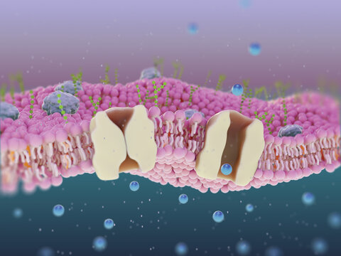 Transmembrane protein channel, illustration