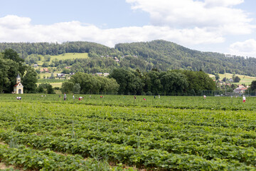 Fototapeta na wymiar Workers harvest strawberry in field with rows of strawberry bushes against of forest and hills