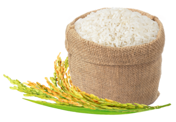Jasmine rice in burlap sack bag with paddy rice isolated. Png transparency