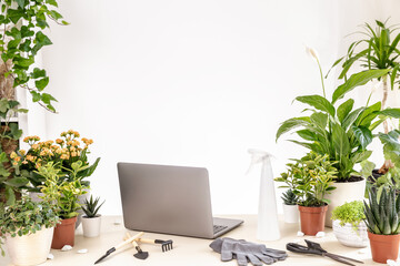 Repotting plants at home, transplant plant indoor. Scene with home plants, laptop computer, gardening tools on table in room. Transplanting houseplants, home garden care, gardening blog, copy space - obrazy, fototapety, plakaty