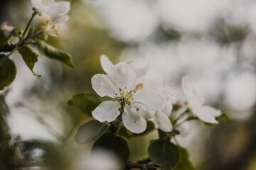 beautiful flowers on a branch of an apple tree against the background of a blurred garden