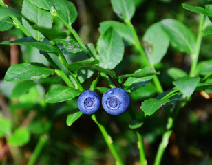 Blueberries on a bush in the forest. Shallow depth of field