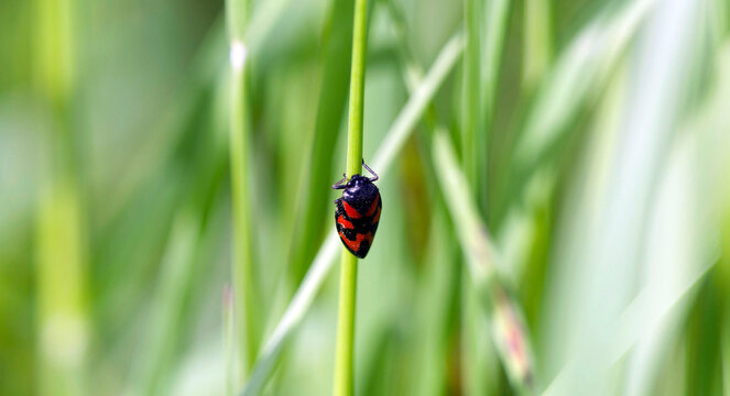 Cercopis vulnerata | Cercope sanguin ou cercope rouge sang aspirant la s&egrave;ve d'un brun d'herbe
