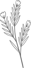 Fototapeta premium Eucalyptus line art, leaf, plant, eucalyptus, botanical, illustration, nature, design, floral, art, branch, background, foliage, set, vintage, flower, line, summer, decoration, spring, drawing, vector