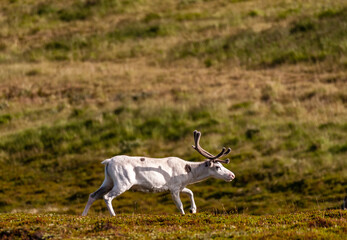 Telephot shot of a group of running reindeer in Northern Norway.