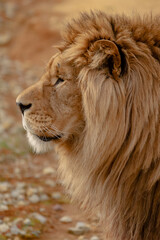 Portrait of an African lion. Profile view.