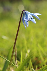 close-up of blue scilla in spring in flowerbed