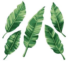 banana leaf illustration,
바나나잎 일러스트