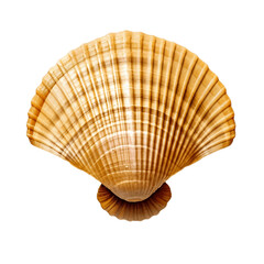 Isolated Scallop Shell on Transparent Background. AI