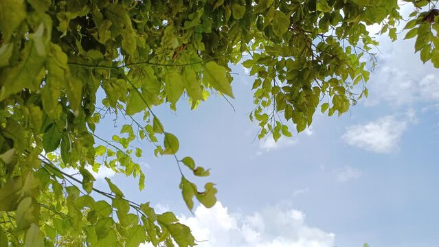 Silhouette large trees and leaves blow with sky background in tropics