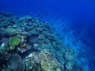 Naklejka na ściany i meble Various Corals and Tropical fish in Zamami, Okinawa