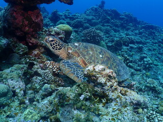 Coral reef and Green turtle in Zamami