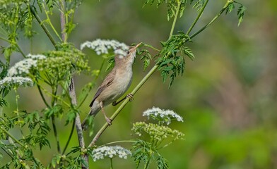 Eastern Olivaceous Warbler (Iduna pallida) is one of the best songbirds in the world.