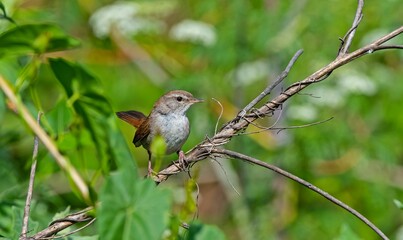 Cetti`s Warbler (Cettia cetti) is a passerine bird that lives in suitable habitats in Asian,...
