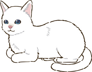 香箱座りする白猫（短毛）