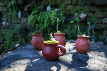 clay pots with bonsai tree in garden
