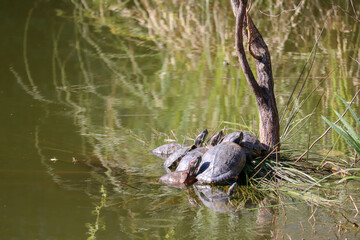 turtle rest in a pond close up view
