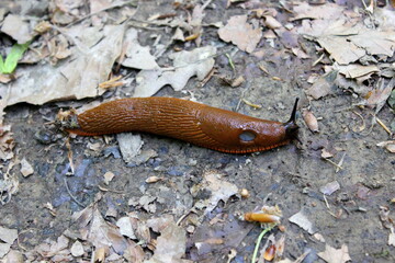 Nacktschnecke, rote Wegschnecke