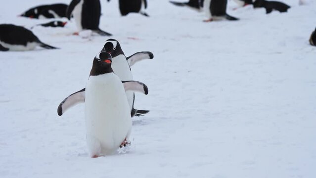Young gentoo penguins waddle and walk kicking up snow in Antarctica, closeup tracking