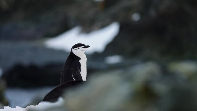 Lone Chinstrap Penguin on Rocks and Snow in Antarctica, Slow Motion