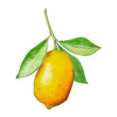 Watercolor yellow lemon on the branch with leaves hand drawn clipart isolated