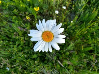 Fototapeta premium Oxeye daisy, Leucanthemum vulgare, close-up top view 