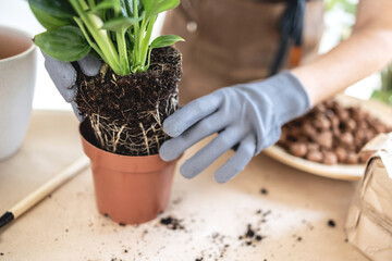 Closeup of Female gardener hands removes white peace lily, spathiphyllum houseplant from flowerpot. Caring of home green plants indoors, spring waking up, home garden, gardening blog