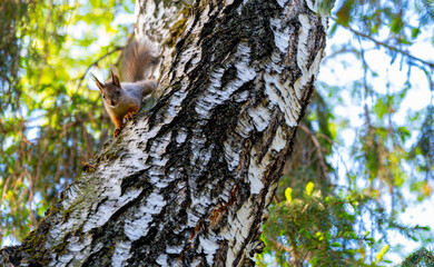 A squirrel is sitting on the trunk of a birch tree in the forest.