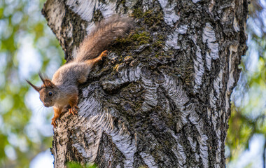 Obraz premium A squirrel is sitting on the trunk of a birch tree in the forest.