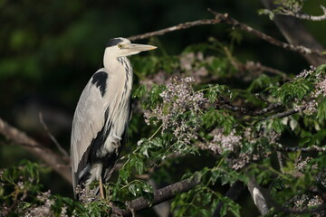 Grey heron (Ardea cinerea) in Japan