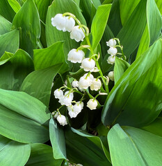 Lily-of-the-valley, Convallaria majalis