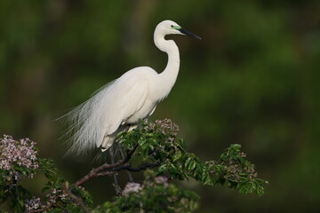 Great Egret (Ardea alba modesta) breeding feathers 