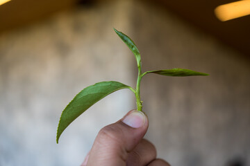 Hand holding a fresh green tea leaf bud, close up.