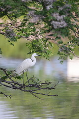Great Egret (Ardea alba modesta) breeding feathers 