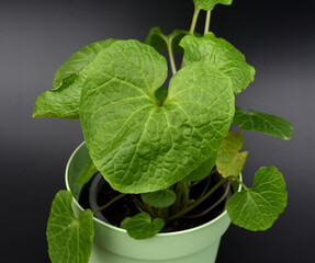 Wasabi, Wasabia, japonica, Eutrema