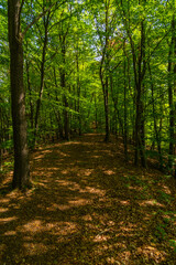 Obraz premium forest near Levoca