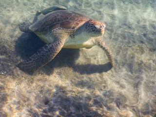 Obraz premium green seaturtle turtle stands on its front flippers at the seabed in the red sea