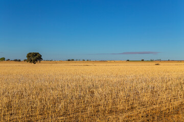 view of a crop field in Spain