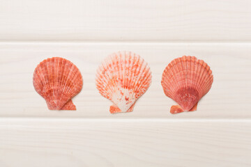 Sea shells on wooden background, top view