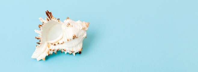 Beach seashells on colored background. Mock up with copy space