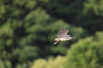 Black-crowned night heron (Nycticorax nycticorax) in Japan